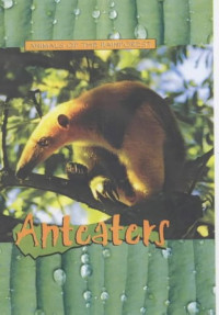 Animals of the Rainforest : Anteaters