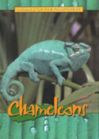 Animals of the Rainforest : Chameleons