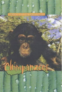 Animals of the Rainforest : Chimpanzees