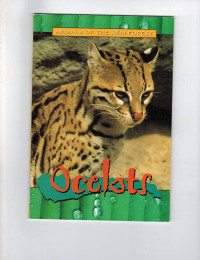 Animals of the Rainforest : Ocelots