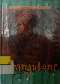 Animals of the Rainforest : Orangutans